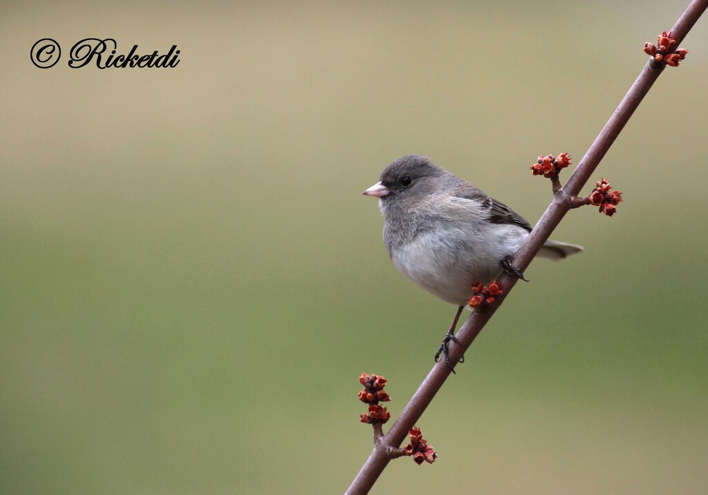 Junco ardoisé femelle