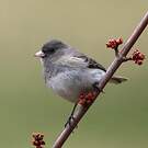 Junco ardoisé