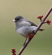 Junco ardoisé