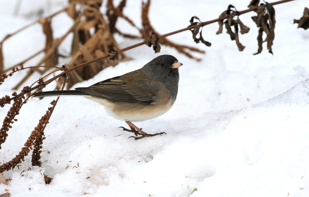 Dark-eyed Junco