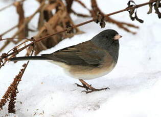 Junco ardoisé