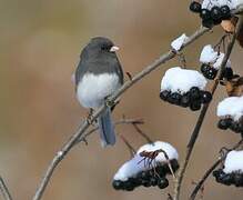 Junco ardoisé