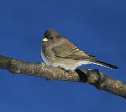 Junco ardoisé