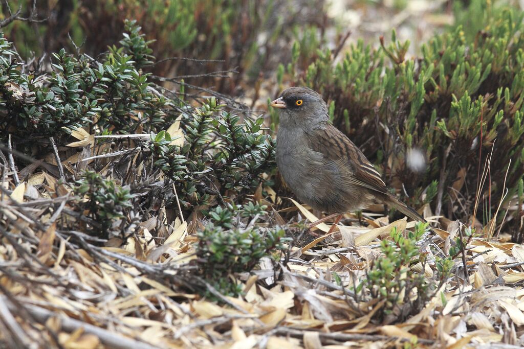 Junco des volcans