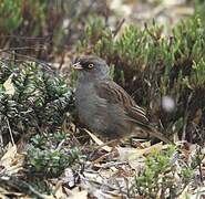 Junco des volcans