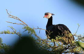 Northern Screamer