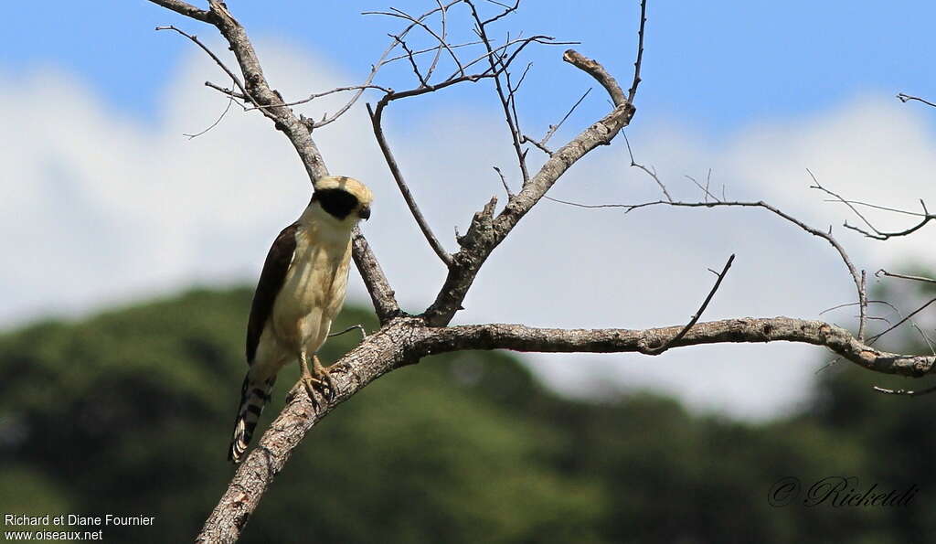 Laughing Falcon, habitat, fishing/hunting