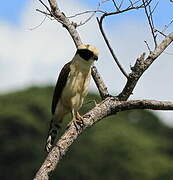 Laughing Falcon