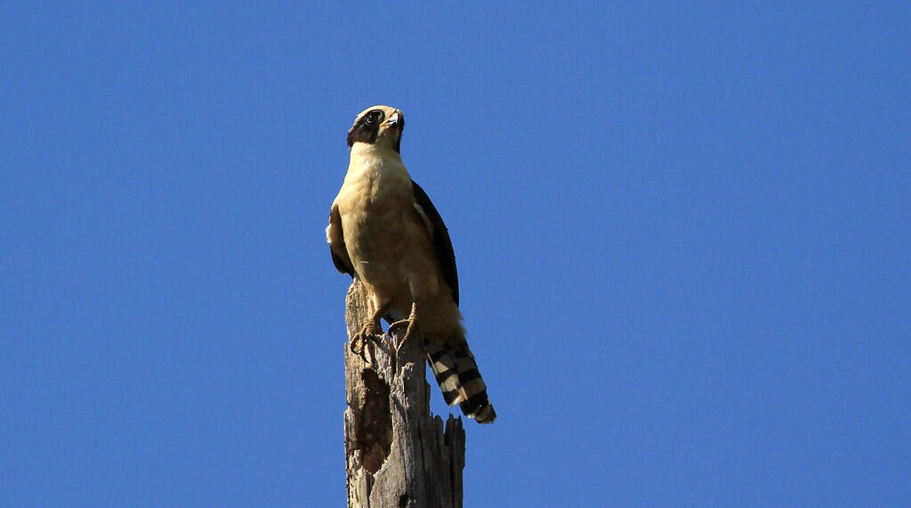 Laughing Falcon