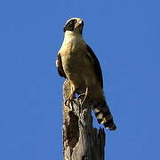 Laughing Falcon