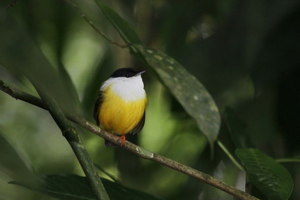 White-collared Manakin