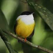 White-collared Manakin