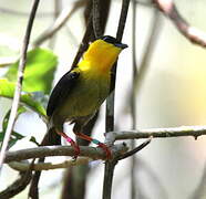 Golden-collared Manakin