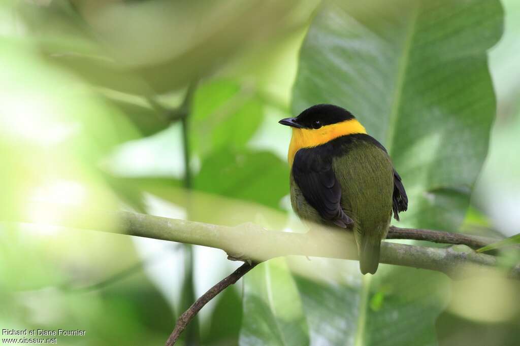 Golden-collared Manakin male adult, habitat, pigmentation