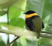 Golden-collared Manakin