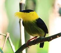 Golden-collared Manakin