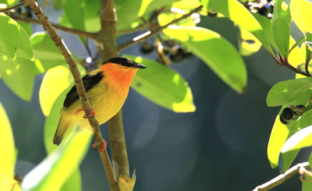 Manakin à col orange