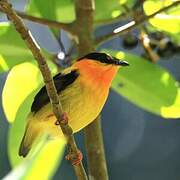 Orange-collared Manakin