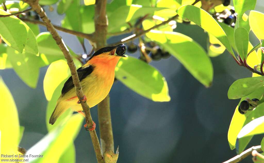 Manakin à col orange mâle adulte, régime