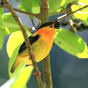 Orange-collared Manakin