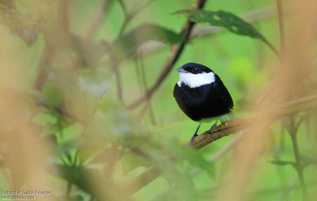 White-ruffed Manakin male adult, close-up portrait