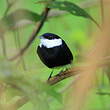 Manakin à fraise