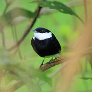 White-ruffed Manakin