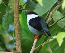 White-bearded Manakin