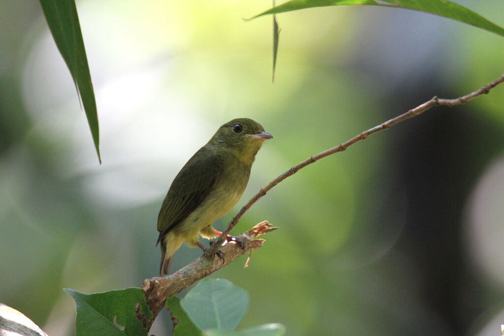 Velvety Manakin female adult, identification