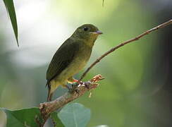 Velvety Manakin