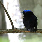 Velvety Manakin