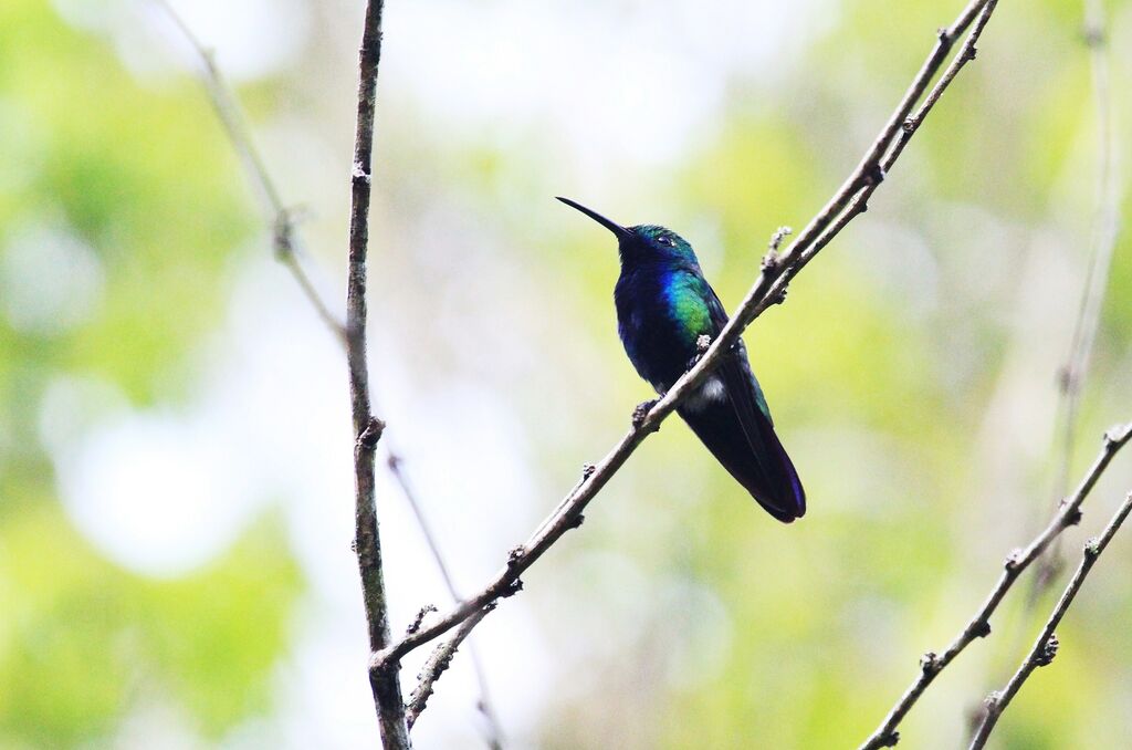 Black-throated Mango