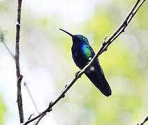 Black-throated Mango