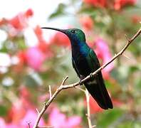 Black-throated Mango