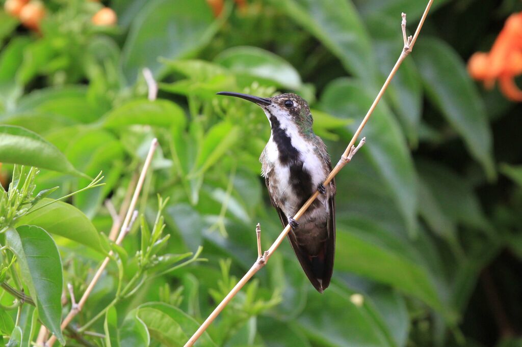 Black-throated Mango female