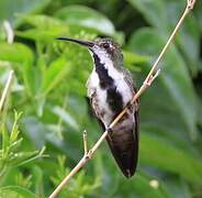 Black-throated Mango