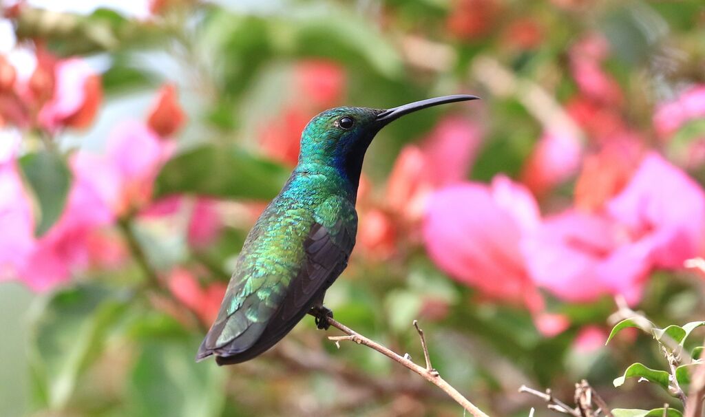 Black-throated Mango