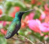 Black-throated Mango