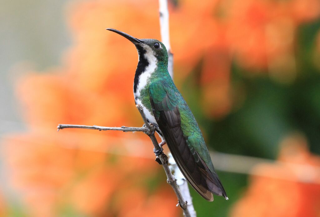 Black-throated Mango