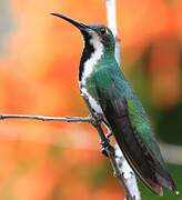 Black-throated Mango