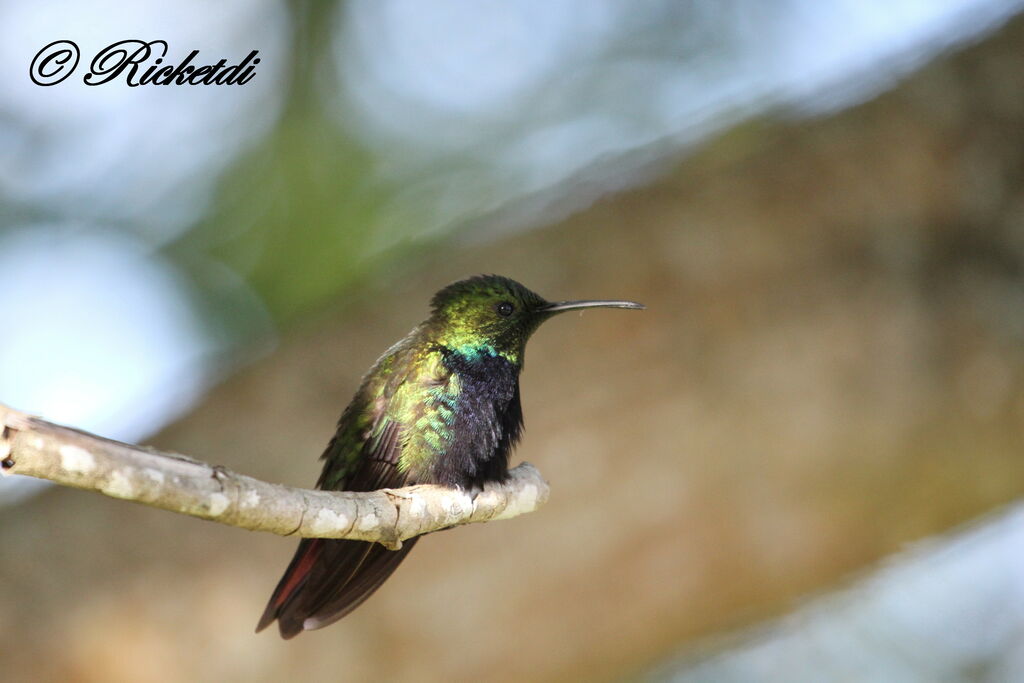 Hispaniolan Mango male adult