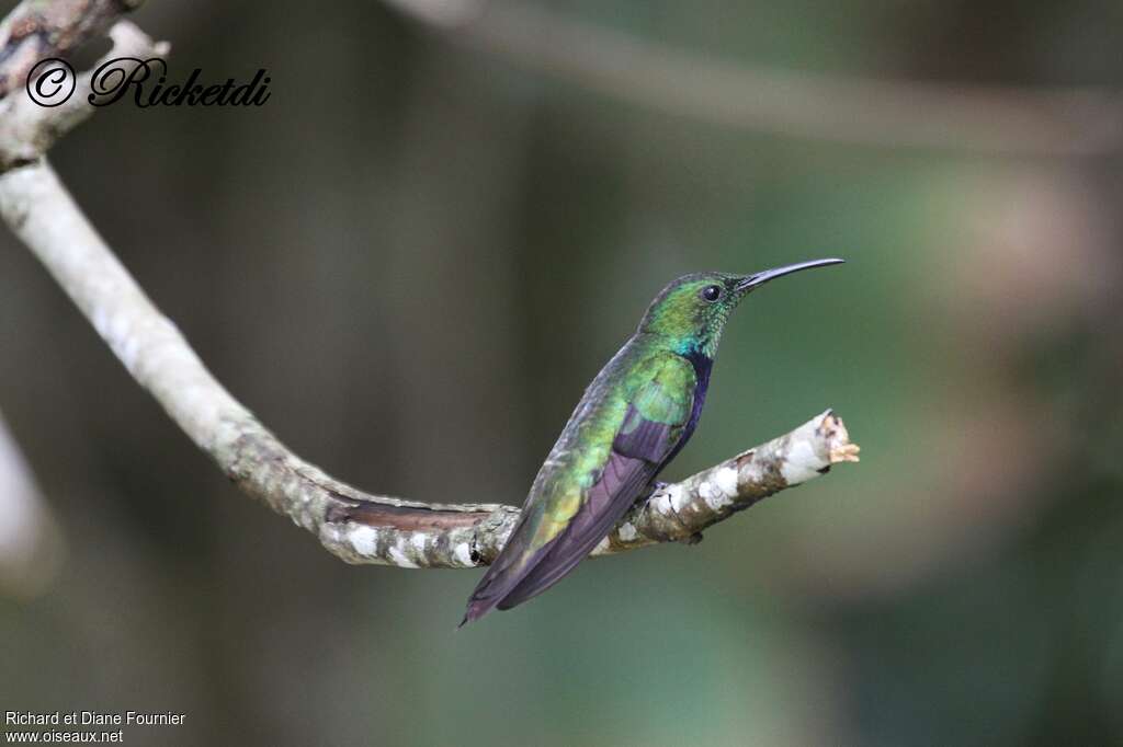 Antillean Mango male adult, identification