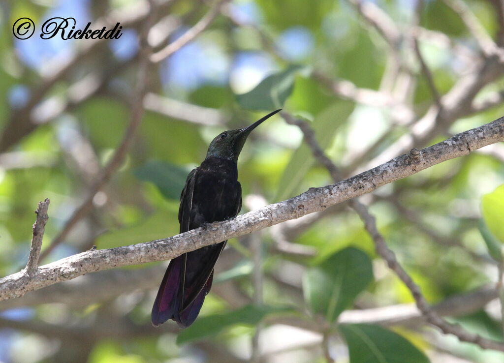 Antillean Mango