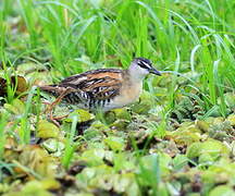 Yellow-breasted Crake