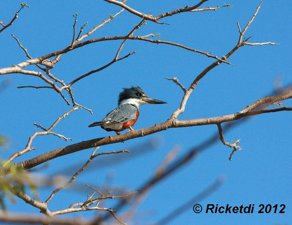 Ringed Kingfisher