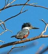 Ringed Kingfisher