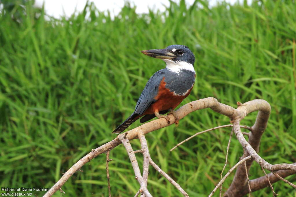 Ringed Kingfisher female adult, close-up portrait