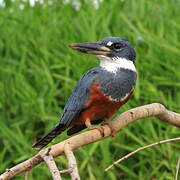 Ringed Kingfisher