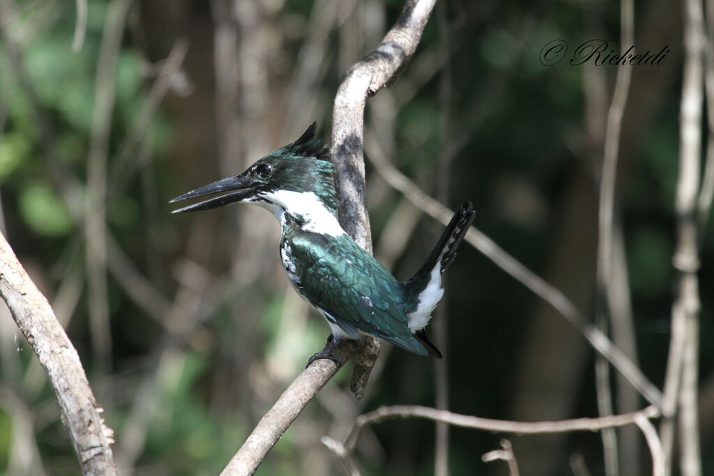 Amazon Kingfisher