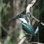 Amazon Kingfisher